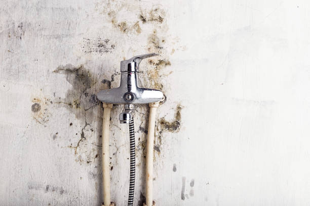 Best Black Mold Remediation in Pocahontas, AR
