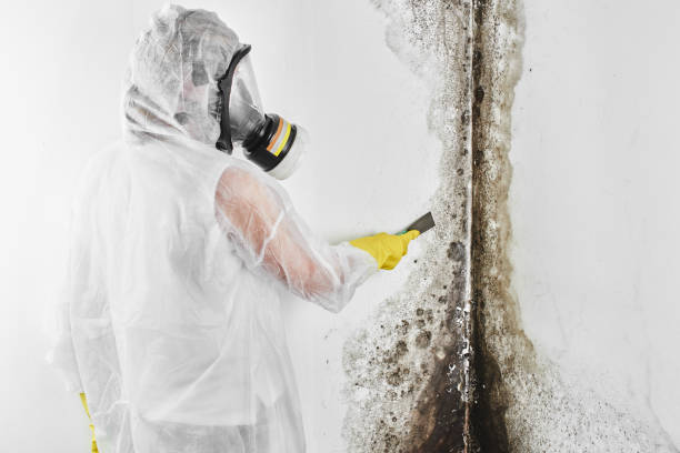 Best Localized Mold Remediation (e.g., coastal areas, humid climates) in Pocahontas, AR