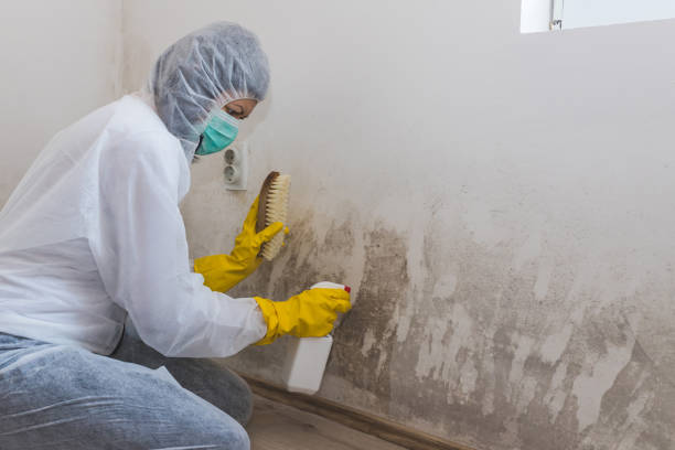 Best Industrial Mold Remediation in Pocahontas, AR