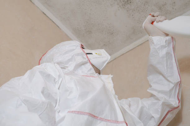 Best Bathroom Mold Remediation in Pocahontas, AR