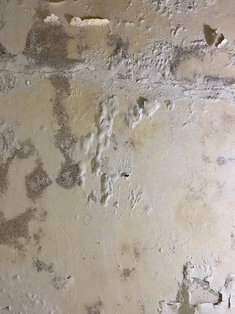 Best Residential Mold Remediation in Pocahontas, AR