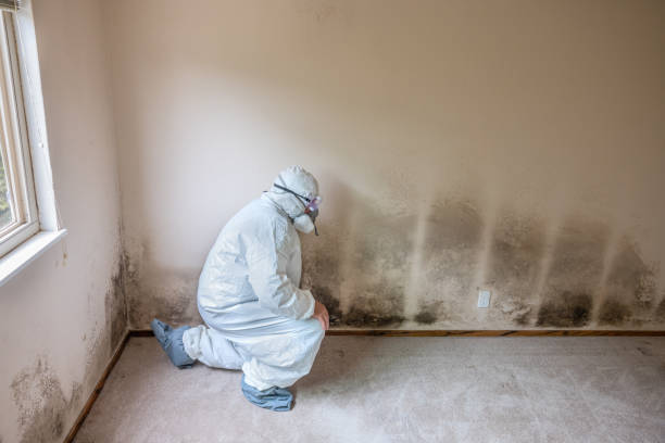 Best DIY Mold Remediation Support Services in Pocahontas, AR