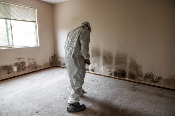 Best Commercial Mold Remediation in Pocahontas, AR