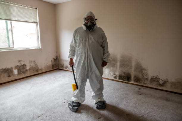 Best Black Mold Remediation in Pocahontas, AR